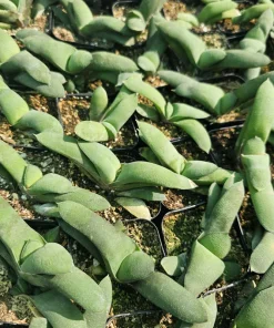 Gasteria glomerata Ox Tongue Plant - Live Succulent in 2in Pot - Image 2