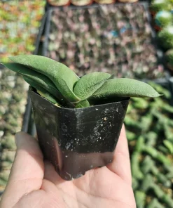 Gasteria glomerata Ox Tongue Plant - Live Succulent in 2in Pot - Image 3