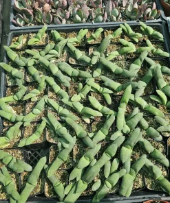 Gasteria glomerata Ox Tongue Plant - Live Succulent in 2in Pot - Image 4