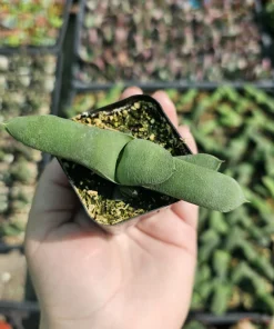 Gasteria glomerata Ox Tongue Plant - Live Succulent in 2in Pot - Image 5