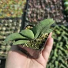 Gasteria glomerata Ox Tongue Plant - Live Succulent in 2in Pot - Image 1