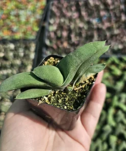 Gasteria glomerata Ox Tongue Plant - Live Succulent in 2in Pot - Image 1