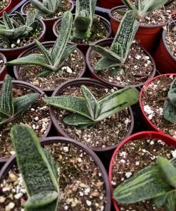 Gasteria Little Warty Succulent Live Plant – 4 inch Pot – Indoor - Image 2