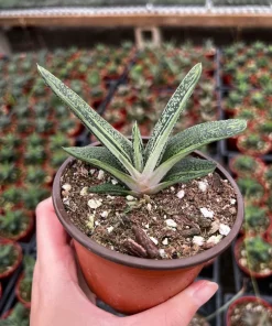 Gasteria Little Warty Succulent Live Plant – 4 inch Pot – Indoor - Image 3