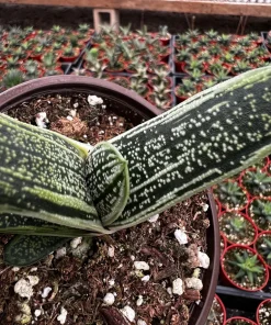 Gasteria Little Warty Succulent Live Plant – 4 inch Pot – Indoor - Image 4