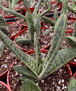 Gasteria Little Warty Succulent Live Plant – 4 inch Pot – Indoor - Image 5