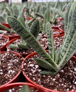 Gasteria Little Warty Succulent Live Plant – 4 inch Pot – Indoor - Image 6