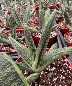Gasteria Little Warty Succulent Live Plant – 4 inch Pot – Indoor - Image 7