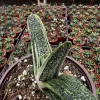 Gasteria Little Warty Succulent Live Plant – 4 inch Pot – Indoor - Image 1