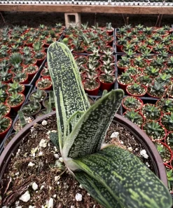 Gasteria Little Warty Succulent Live Plant – 4 inch Pot – Indoor - Image 1