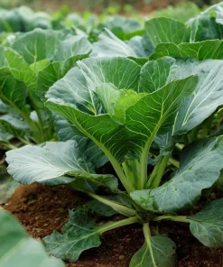 Georgia Southern Collard Seeds – Heirloom Tender Greens – Easy-to-Grow – 200 Seeds - Image 2