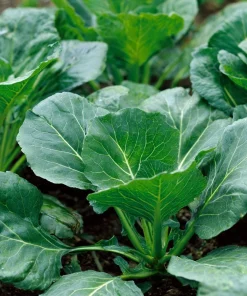 Georgia Southern Collard Seeds – Heirloom Tender Greens – Easy-to-Grow – 200 Seeds - Image 1