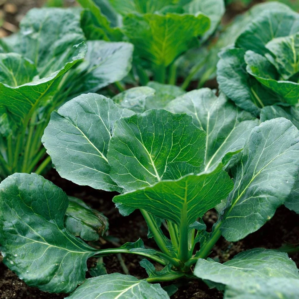Georgia Southern Collard Seeds – Heirloom Tender Greens – Easy-to-Grow – 200 Seeds - Image 1