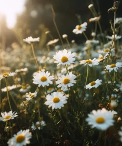 German Chamomile Seeds – Heirloom Matricaria Chamomilla, Herbal Tea Plant – 3500 Seeds - Image 2