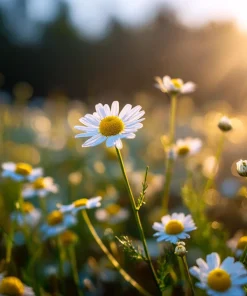 German Chamomile Seeds – Heirloom Matricaria Chamomilla, Herbal Tea Plant – 3500 Seeds - Image 3