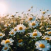 German Chamomile Seeds – Heirloom Matricaria Chamomilla, Herbal Tea Plant – 3500 Seeds - Image 1