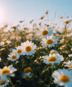 German Chamomile Seeds – Heirloom Matricaria Chamomilla, Herbal Tea Plant – 3500 Seeds - Image 1