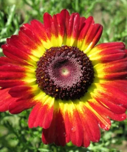 German Flag Daisy Seeds - 100 Tricolor Chrysanthemum Carinatum Red Yellow Black Flowers - Image 1