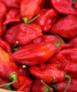 Ghost Pepper Seeds - Bhut Jolokia Chili Vegetable Seeds - 20 Count - Image 3