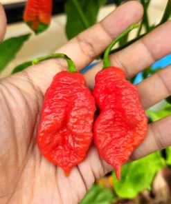 Ghost Pepper Seeds - Bhut Jolokia Chili Vegetable Seeds - 20 Count - Image 4