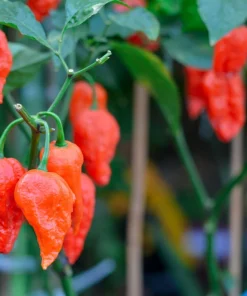 Ghost Pepper Seeds - Bhut Jolokia Chili Vegetable Seeds - 20 Count - Image 5