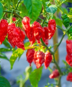Ghost Pepper Seeds - Bhut Jolokia Chili Vegetable Seeds - 20 Count - Image 6