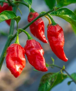 Ghost Pepper Seeds - Bhut Jolokia Chili Vegetable Seeds - 20 Count - Image 7