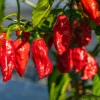 Ghost Pepper Seeds - Bhut Jolokia Chili Vegetable Seeds - 20 Count - Image 1
