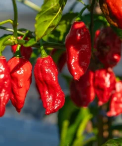 Ghost Pepper Seeds - Bhut Jolokia Chili Vegetable Seeds - 20 Count - Image 1