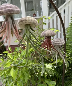 Giant Air Plant Collection - Large Tillandsia Display for Home Decor - Image 2