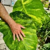 Giant Aurea Variegated Pothos Live Plant – Large Climbing Epipremnum - Image 1