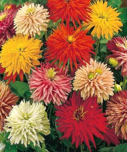 Giant Cactus Mix Zinnia Seeds - Zinnia elegans, 25 Seeds, Vibrant Spiky Blooms for Gardens & Containers - Image 2