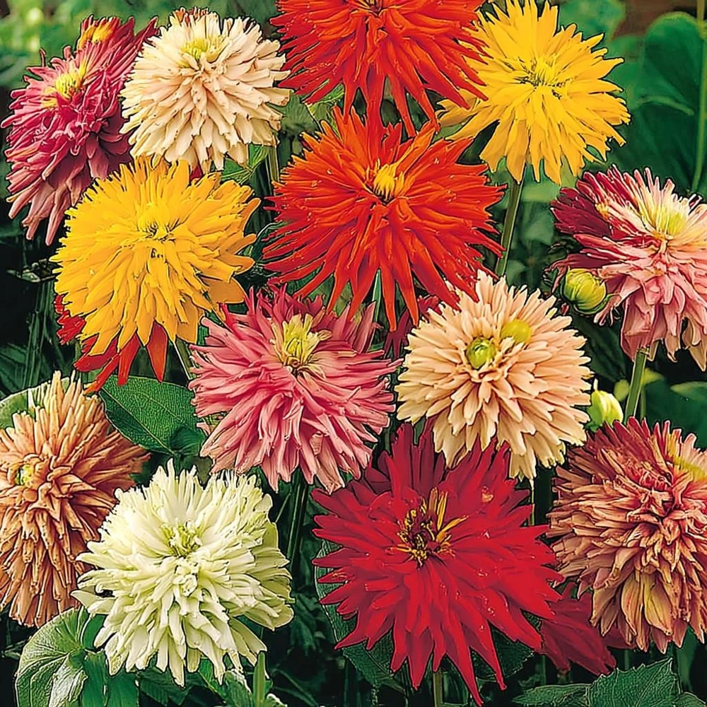 Giant Cactus Mix Zinnia Seeds - Zinnia elegans, 25 Seeds, Vibrant Spiky Blooms for Gardens & Containers - Image 2