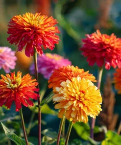 Giant Cactus Mix Zinnia Seeds - Zinnia elegans, 25 Seeds, Vibrant Spiky Blooms for Gardens & Containers - Image 4
