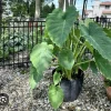 Giant Elephant Ear Live Plant - Colocasia esculenta - Lush Tropical Foliage - Image 1