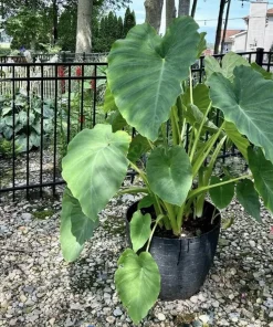 Giant Elephant Ear Live Plant - Colocasia esculenta - Lush Tropical Foliage - Image 1