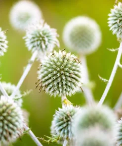 Giant Globe Thistle Seeds - Echinops Sphaerocephalus - Silvery White Flowers - 20 Seeds - Image 2