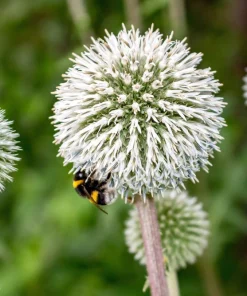 Giant Globe Thistle Seeds - Echinops Sphaerocephalus - Silvery White Flowers - 20 Seeds - Image 3