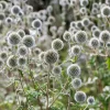 Giant Globe Thistle Seeds - Echinops Sphaerocephalus - Silvery White Flowers - 20 Seeds - Image 1