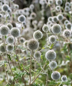 Giant Globe Thistle Seeds - Echinops Sphaerocephalus - Silvery White Flowers - 20 Seeds - Image 1