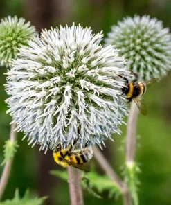 Giant Globe Thistle Seeds - Echinops Sphaerocephalus - Silvery White Flowers - 20 Seeds - Image 4