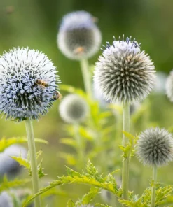 Giant Globe Thistle Seeds - Echinops Sphaerocephalus - Silvery White Flowers - 20 Seeds - Image 5