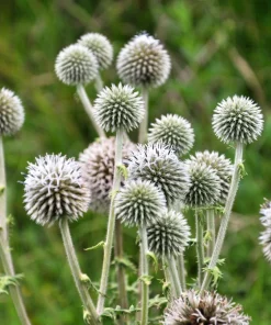 Giant Globe Thistle Seeds - Echinops Sphaerocephalus - Silvery White Flowers - 20 Seeds - Image 6
