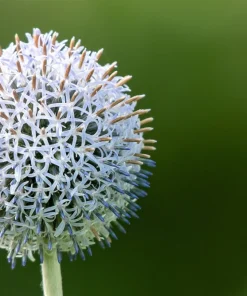Giant Globe Thistle Seeds - Echinops Sphaerocephalus - Silvery White Flowers - 20 Seeds - Image 7