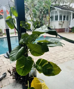 Giant Golden Aurea Pothos Live Plant - Rare Variegated Climbing Houseplant - Image 5