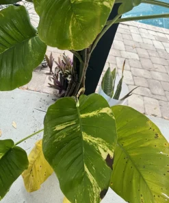 Giant Golden Aurea Pothos Live Plant - Rare Variegated Climbing Houseplant - Image 6