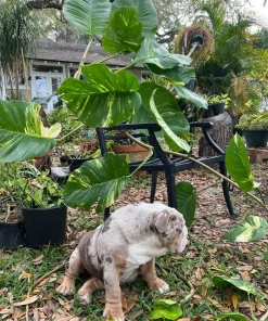 Giant Golden Aurea Pothos Live Plant - Rare Variegated Climbing Houseplant - Image 8