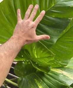 Giant Golden Aurea Pothos Live Plant - Rare Variegated Climbing Houseplant - Image 9