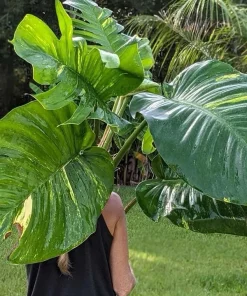 Giant Golden Pothos Live Plant - XL Trailing Indoor Houseplant Vine - Image 2
