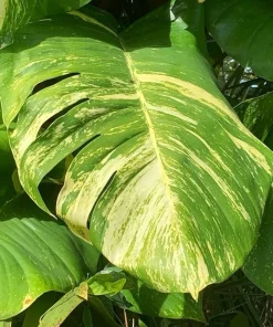 Giant Golden Pothos Live Plant - XL Trailing Indoor Houseplant Vine - Image 3